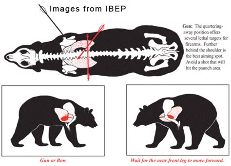 Nov 17, 2018 A Guide to Hunting Black Bear. . Bear hunter system studying